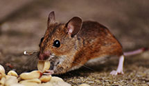 24 Hour & Emergency Exterminators in Farragut, PA